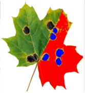 WinDIAS 3叶面图像分析系统 WinDIAS 3叶面图像分析系统