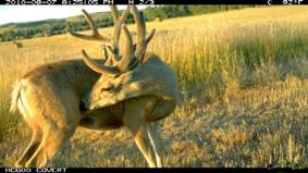 PC900野生动物侦测相机 PC900野生动物侦测相机