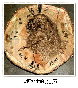 TRU树木雷达检测系统 TRU树木雷达检测系统