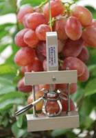 DF果实生长变化记录仪 DF果实生长变化记录仪