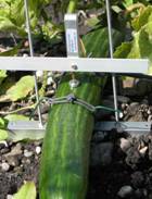 DF果实生长变化记录仪 DF果实生长变化记录仪