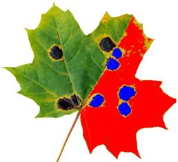 WinDIAS 3叶面图像分析系统(高速版) WinDIAS 3叶面图像分析系统(高速版)