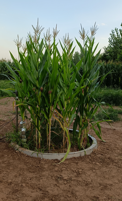 大型原状土蒸渗仪顺利交付使用 大型原状土蒸渗仪顺利交付使用