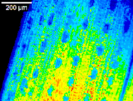 FC 800-O开放式动态荧光成像系统 FC 800-O开放式动态荧光成像系统
